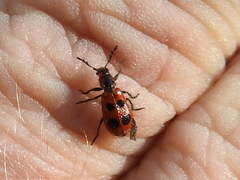 Pelonides quadrinotata