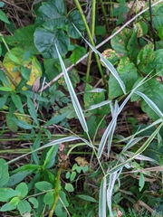 Phalaris arundinacea picta