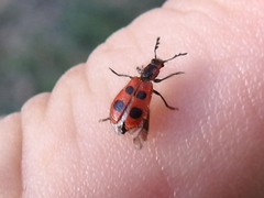 Pelonides quadrinotata