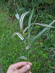 Phalaris arundinacea picta