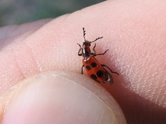 Pelonides quadrinotata