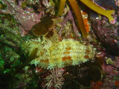 Clinus taurus