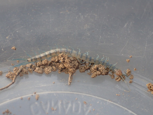 iNaturalist observation photo of Common Desert Centipede