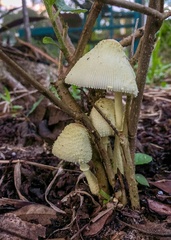 Leucocoprinus birnbaumii