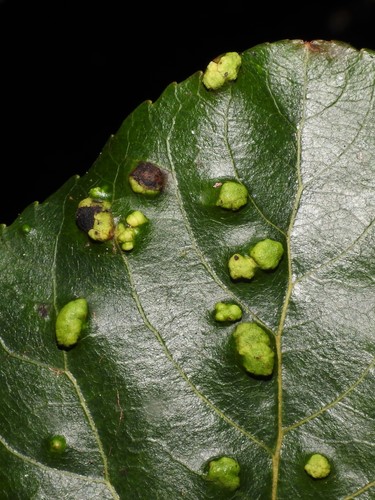 Phyllocoptes didelphis