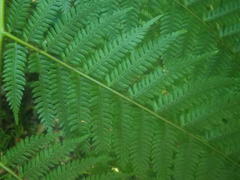 Cyathea capensis