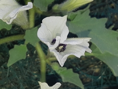 Exodeconus maritimus