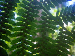 Cyathea capensis