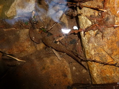 Dicamptodon aterrimus