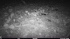 Pseudomys delicatulus