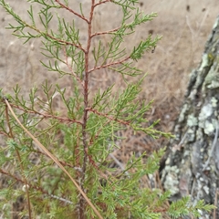 Juniperus turbinata