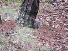 Sciurus nayaritensis nayaritensis