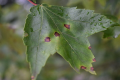 Acericecis ocellaris