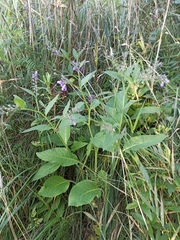 Symphytum officinale