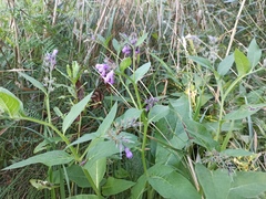 Symphytum officinale