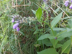 Symphytum officinale