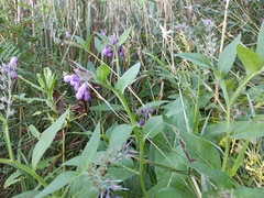 Symphytum officinale