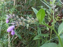 Symphytum officinale