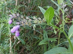 Symphytum officinale