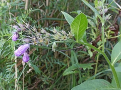 Symphytum officinale