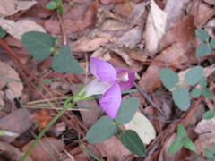 Phaseolus pauciflorus