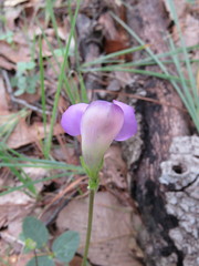 Phaseolus pauciflorus