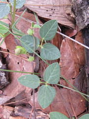 Phaseolus pauciflorus