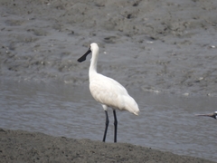 Platalea minor