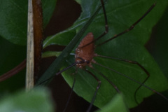 Leiobunum ventricosum