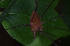 Leiobunum ventricosum
