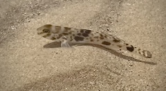 Yongeichthys nebulosus