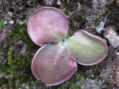 Pinguicula oblongiloba