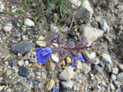Salvia heterotricha