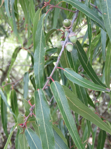 Quercus bolanyosensis