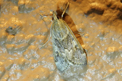 Achyra occidentalis