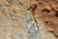 Achyra occidentalis
