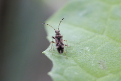 Neopamera bilobata