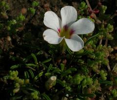 Oxalis pusilla