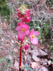 Begonia tapatia