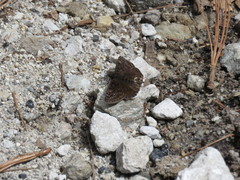 Erynnis tristis tatius