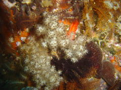 Eunephthya thyrsoidea
