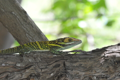 Anolis smallwoodi
