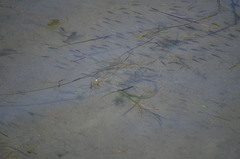 Cymatogaster aggregata