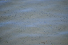 Cymatogaster aggregata