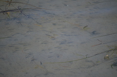 Cymatogaster aggregata