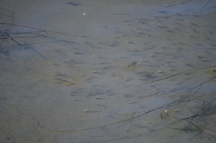 Cymatogaster aggregata