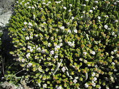 Euchaetis meridionalis