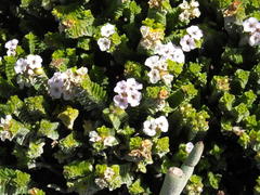 Euchaetis meridionalis