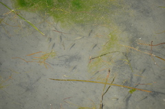 Cymatogaster aggregata