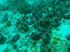 Haploblepharus pictus